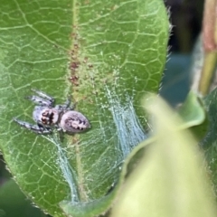 Opisthoncus sp. (genus) at Braddon, ACT - 9 Mar 2023 07:01 PM