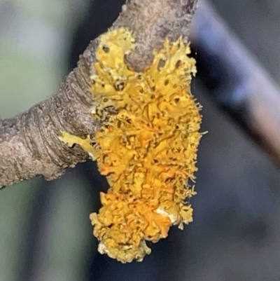 Xanthoria sp. (genus) (A lichen) at Braddon, ACT - 9 Mar 2023 by Hejor1