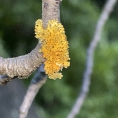 Xanthoria sp. at Braddon, ACT - 9 Mar 2023 07:02 PM