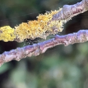 Xanthoria sp. at Braddon, ACT - 9 Mar 2023 07:02 PM