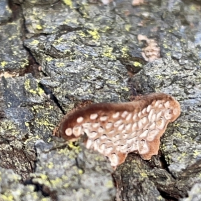 Unidentified Pored or somewhat maze-like on underside [bracket polypores] at Braddon, ACT - 9 Mar 2023 by Hejor1