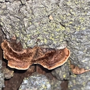 zz Polypore (shelf/hoof-like) at Braddon, ACT - 9 Mar 2023