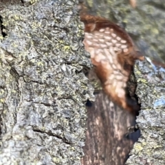 zz Polypore (shelf/hoof-like) at Braddon, ACT - 9 Mar 2023