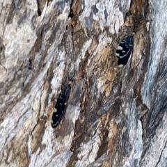 Porismus strigatus (Pied Lacewing) at City Renewal Authority Area - 9 Mar 2023 by Hejor1