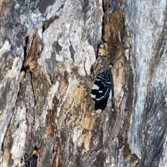 Porismus strigatus at Braddon, ACT - 9 Mar 2023 07:17 PM