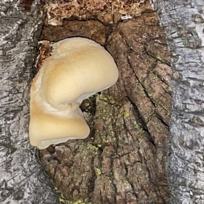 Laetiporus portentosus (White Punk) at Braddon, ACT - 9 Mar 2023 by Hejor1