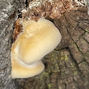 Laetiporus portentosus at Braddon, ACT - 9 Mar 2023 07:22 PM