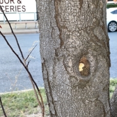 Laetiporus portentosus at Braddon, ACT - 9 Mar 2023 07:22 PM