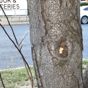 Laetiporus portentosus at Braddon, ACT - 9 Mar 2023