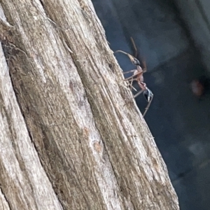 Myrmecia nigriceps at Braddon, ACT - 9 Mar 2023 07:29 PM