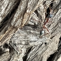 Myrmecia nigriceps at Braddon, ACT - 9 Mar 2023 07:29 PM