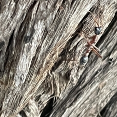 Myrmecia nigriceps at Braddon, ACT - 9 Mar 2023 07:29 PM