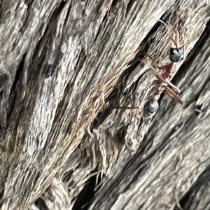 Myrmecia nigriceps at Braddon, ACT - 9 Mar 2023 07:29 PM