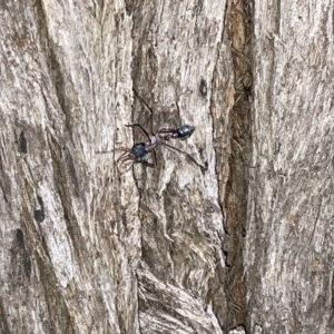 Myrmecia nigriceps at Braddon, ACT - 9 Mar 2023 07:29 PM