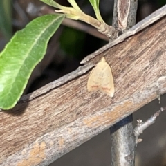 Heteroteucha occidua (A concealer moth (Wingia group)) at Braddon, ACT - 9 Mar 2023 by Hejor1