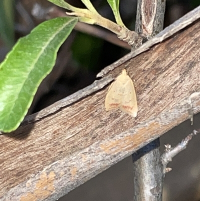 Heteroteucha occidua (A concealer moth) at Braddon, ACT - 9 Mar 2023 by Hejor1