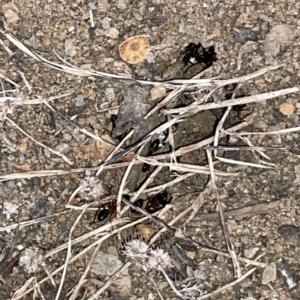 Formicidae (family) at Braddon, ACT - 9 Mar 2023