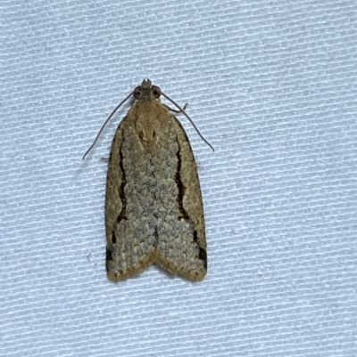 Meritastis undescribed species (A Tortricid moth) at Jerrabomberra, NSW - 9 Mar 2023 by SteveBorkowskis