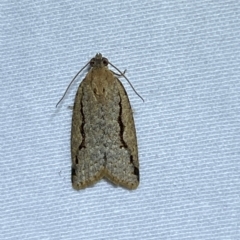 Meritastis undescribed species (A Tortricid moth) at Jerrabomberra, NSW - 9 Mar 2023 by Steve_Bok