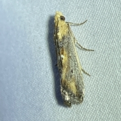 Morosaphycita oculiferella (A Pyralid moth (Phycitinae) at Jerrabomberra, NSW - 9 Mar 2023 by SteveBorkowskis