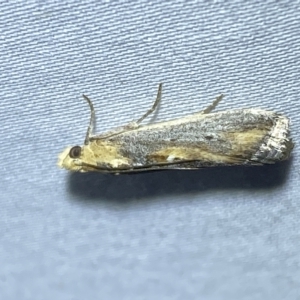 Morosaphycita oculiferella at Jerrabomberra, NSW - 9 Mar 2023