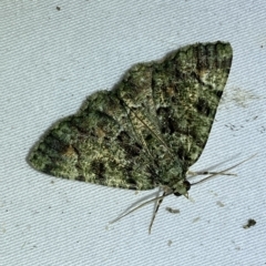 Aeolochroma metarhodata (Tea-tree Emerald (Geometrinae)) at Jerrabomberra, NSW - 9 Mar 2023 by SteveBorkowskis