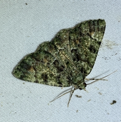 Aeolochroma metarhodata (Tea-tree Emerald (Geometrinae)) at Jerrabomberra, NSW - 9 Mar 2023 by SteveBorkowskis