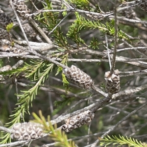 Melaleuca parvistaminea at Larbert, NSW - 8 Mar 2023