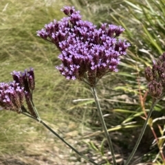 Verbena incompta (Purpletop) at Warri, NSW - 8 Mar 2023 by JaneR
