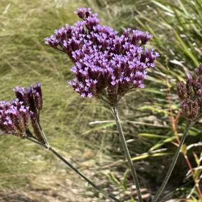 Verbena incompta (Purpletop) at Warri, NSW - 8 Mar 2023 by JaneR