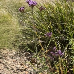 Verbena incompta at Warri, NSW - 8 Mar 2023 02:24 PM