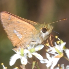 Dispar compacta (Barred Skipper) at Cotter River, ACT - 6 Mar 2023 by Harrisi