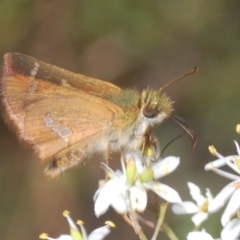 Dispar compacta at Cotter River, ACT - 6 Mar 2023