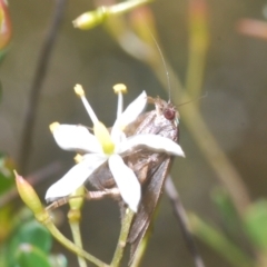 Heliothela (genus) (A P:yraloid moth (Heliotheliinae subf.)) at Lower Cotter Catchment - 6 Mar 2023 by Harrisi