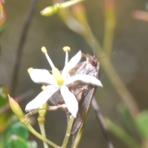 Heliothela (genus) at Cotter River, ACT - 6 Mar 2023 03:51 PM