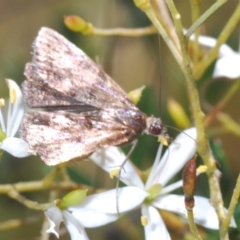 Heliothela (genus) at Cotter River, ACT - 6 Mar 2023