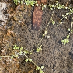 Callitriche stagnalis (Common Starwort) at QPRC LGA - 8 Mar 2023 by JaneR
