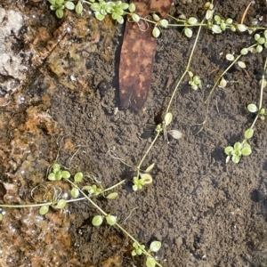 Callitriche stagnalis at Larbert, NSW - 8 Mar 2023