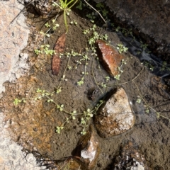 Callitriche stagnalis at Larbert, NSW - 8 Mar 2023