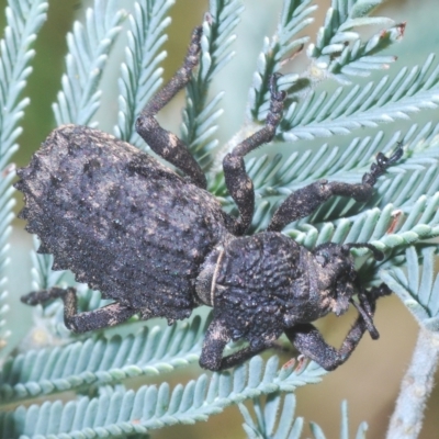 Acantholophus sp. (genus) (A weevil) at Lower Cotter Catchment - 6 Mar 2023 by Harrisi