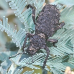 Acantholophus sp. (genus) at Cotter River, ACT - 6 Mar 2023