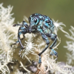 Chrysolopus spectabilis (Botany Bay Weevil) at Lower Cotter Catchment - 6 Mar 2023 by Harrisi