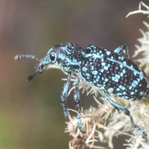 Chrysolopus spectabilis at Cotter River, ACT - 6 Mar 2023 04:10 PM