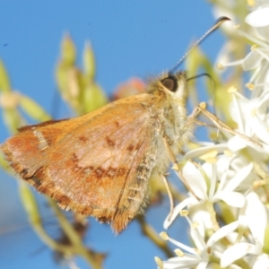 Dispar compacta at Cotter River, ACT - 6 Mar 2023