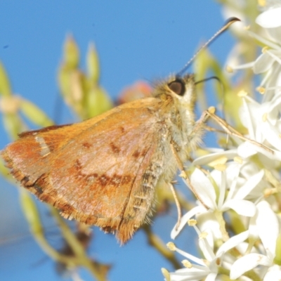 Dispar compacta (Barred Skipper) at Cotter River, ACT - 6 Mar 2023 by Harrisi