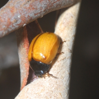Peltoschema sp. (genus) (Leaf beetle) at Cotter River, ACT - 6 Mar 2023 by Harrisi