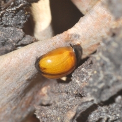 Peltoschema sp. (genus) at Cotter River, ACT - 6 Mar 2023 05:29 PM