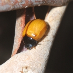 Peltoschema sp. (genus) at Cotter River, ACT - 6 Mar 2023 05:29 PM