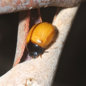 Peltoschema sp. (genus) at Cotter River, ACT - 6 Mar 2023 05:29 PM