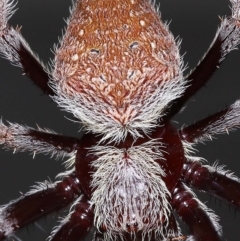 Hortophora sp. (genus) (Garden orb weaver) at Wellington Point, QLD - 9 Mar 2023 by TimL